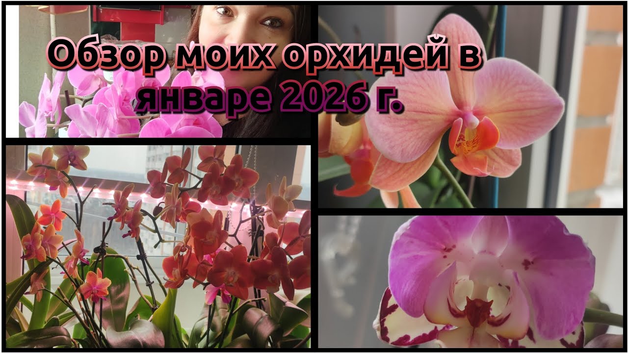 Обзор моих орхидей в январе 2026 г.#обзор#2026#funny#flowers#plants 