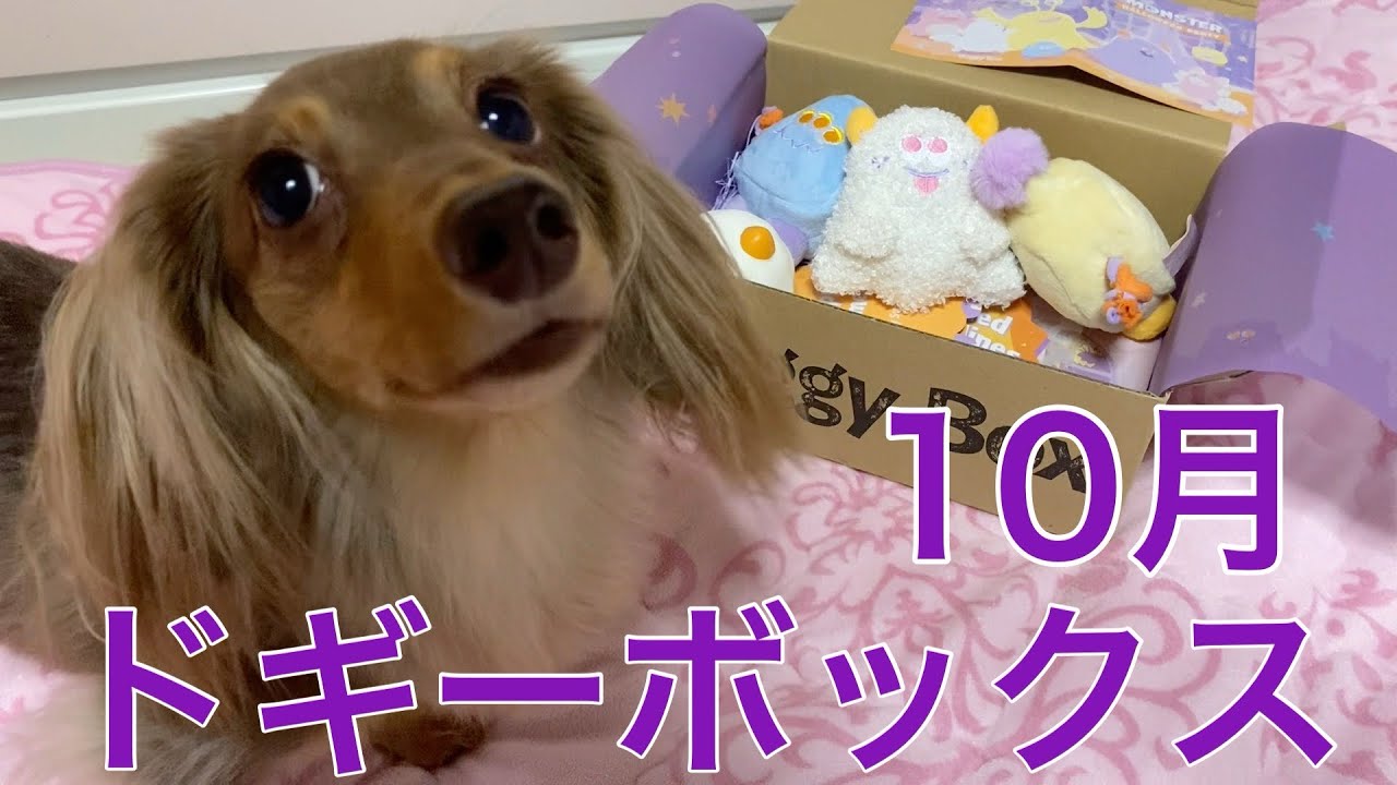 モンスターが来た　ハッピーハロウィン　ドギーボックス10月BOX