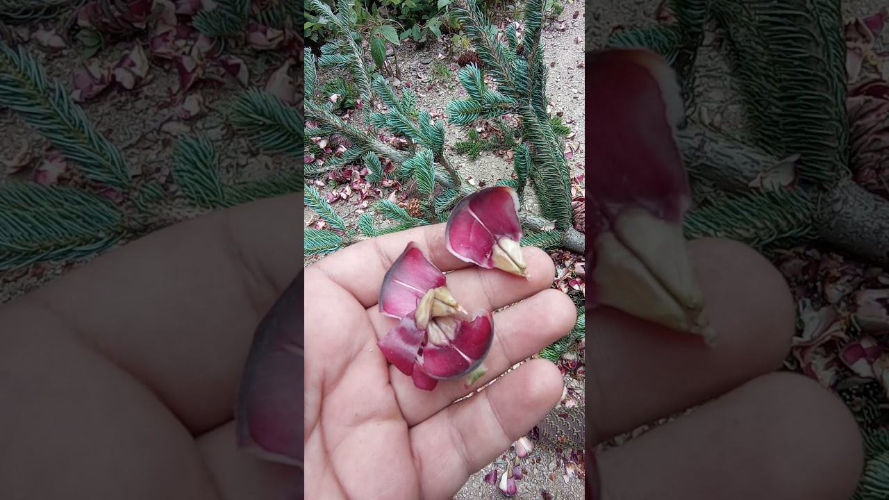 Göknar Bitkisinin ,  Kozalağı ve Ormanda  Fidan Oluşum Süreci.