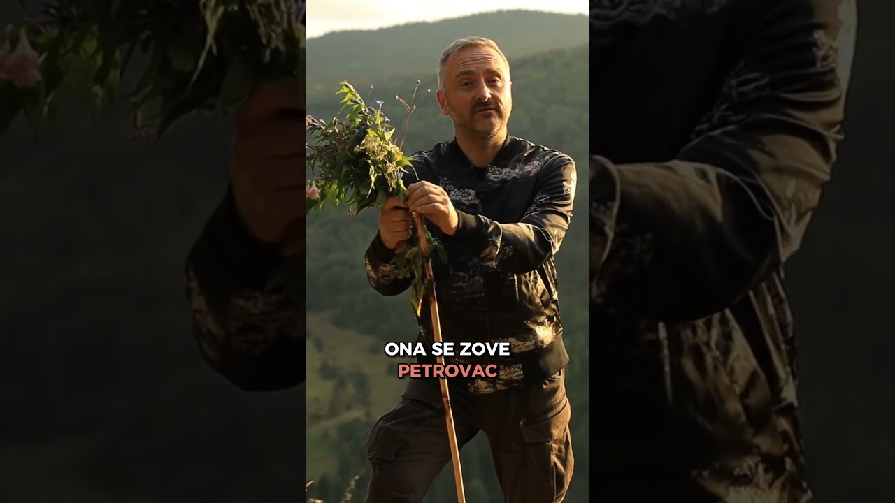Petrovac, biljka za dobar glas koja otklanja hronični zamor #biljke #lekovitebiljke #snagabilja