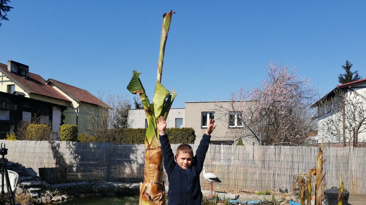 336#. Poczatek sezonu -Ensete Ventricosum Maurelli. 6.04.20