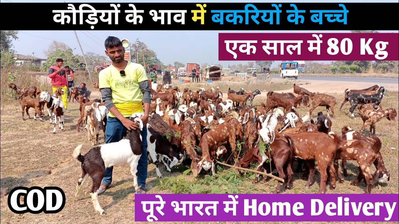 Goat Farming में नस्ल का चुनाव बेहतर तो कमाई भी बेहतर, ज्यादा मुनाफा