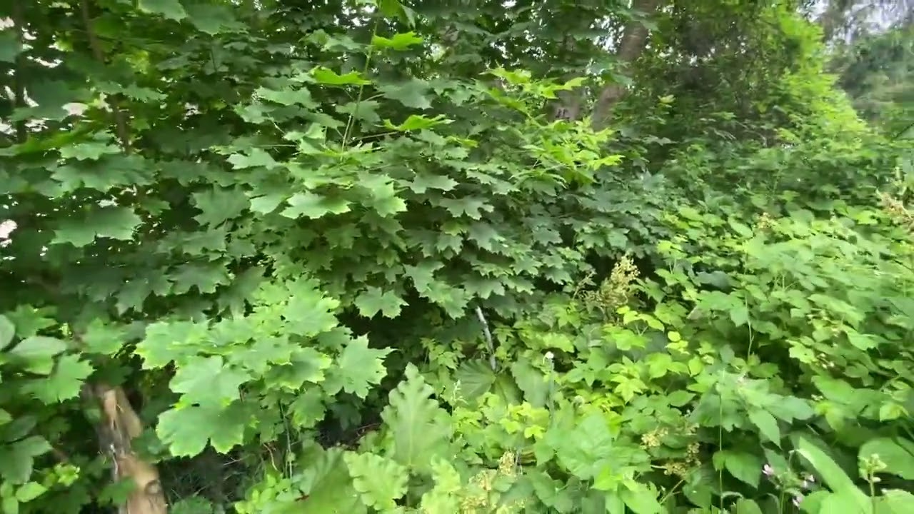 Productive 3-Year Old Canadian Food Forest