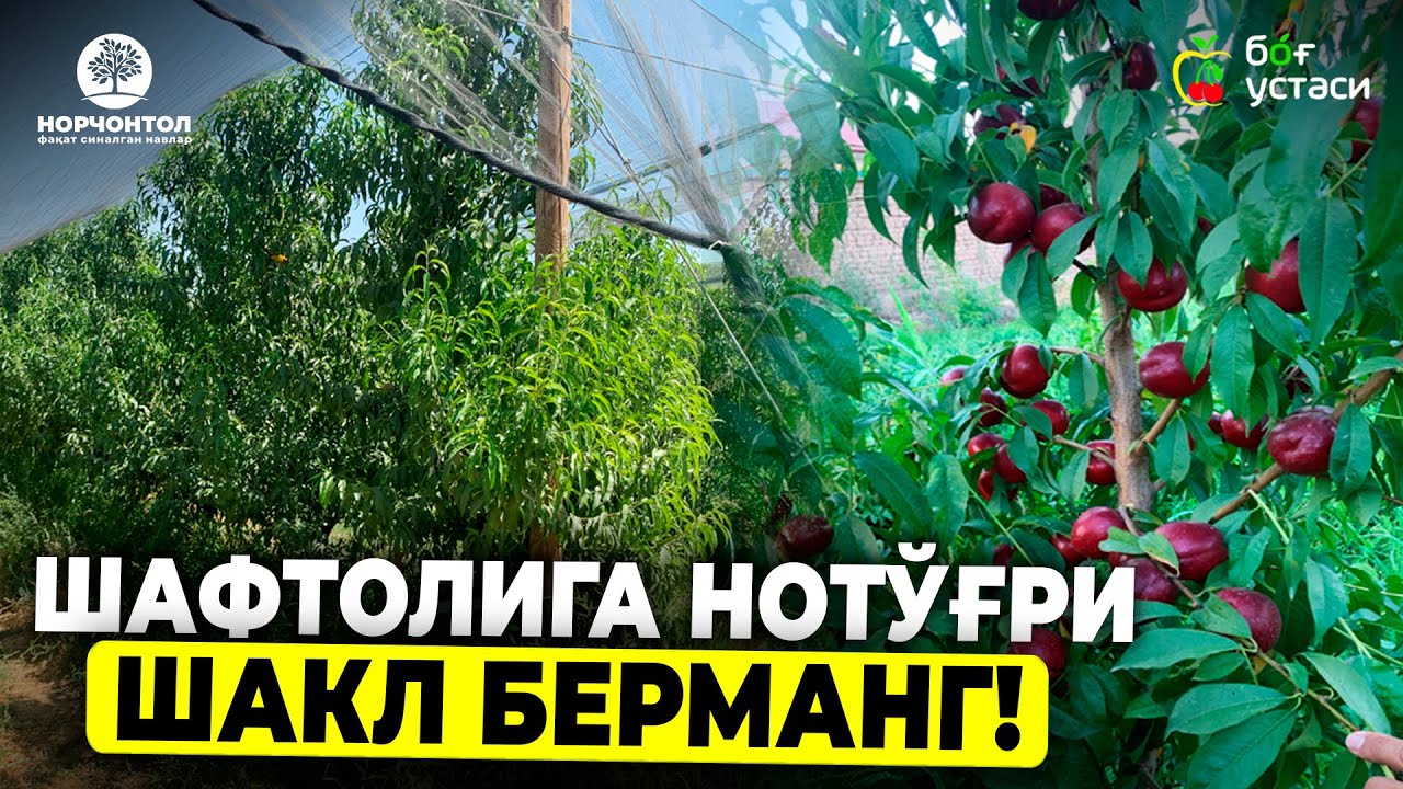 ШАФТОЛИДА ҚАЧОН 50% ҲОСИЛИНИ ЙЎҚОТАСИЗ! | ШУҲРАТ АБРОРОВ #shuhratabrorov #shaftoli #shaklberish #uzb