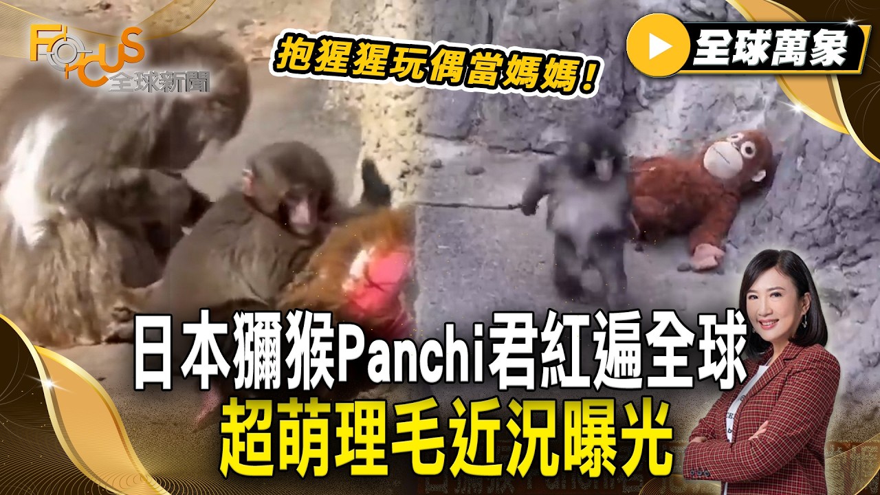 日本獼猴Panchi君紅遍全球 抱猩猩玩偶當媽媽！超萌理毛近況曝光【#全球萬象】#日本 #獼猴 #玩偶