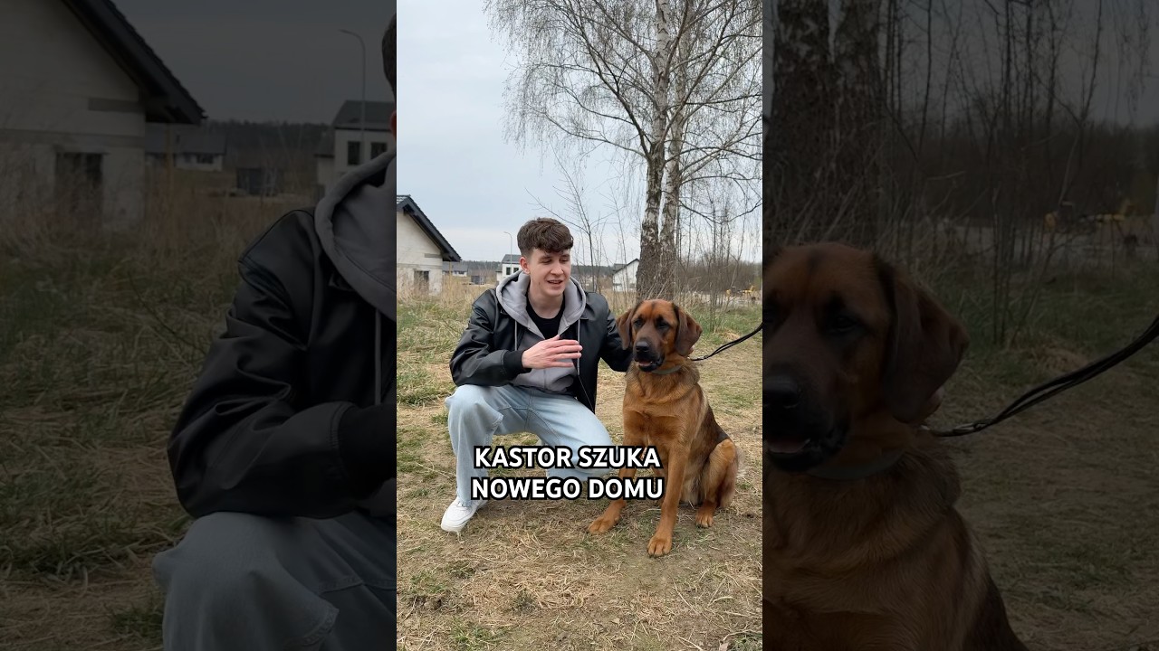 KASTOR SZUKA NOWEGO DOMU #shorts