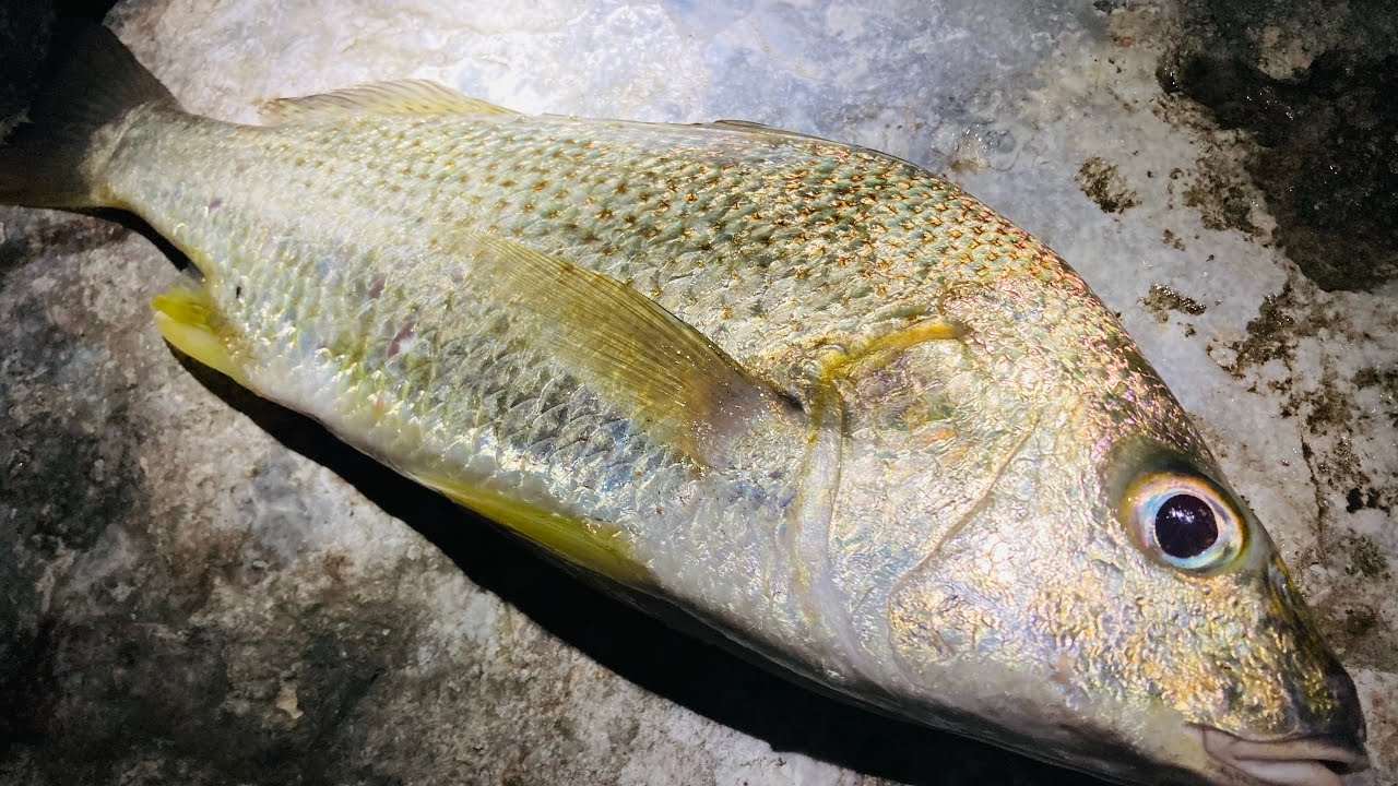 【沖縄釣り】河口でフカセ釣りしてみた