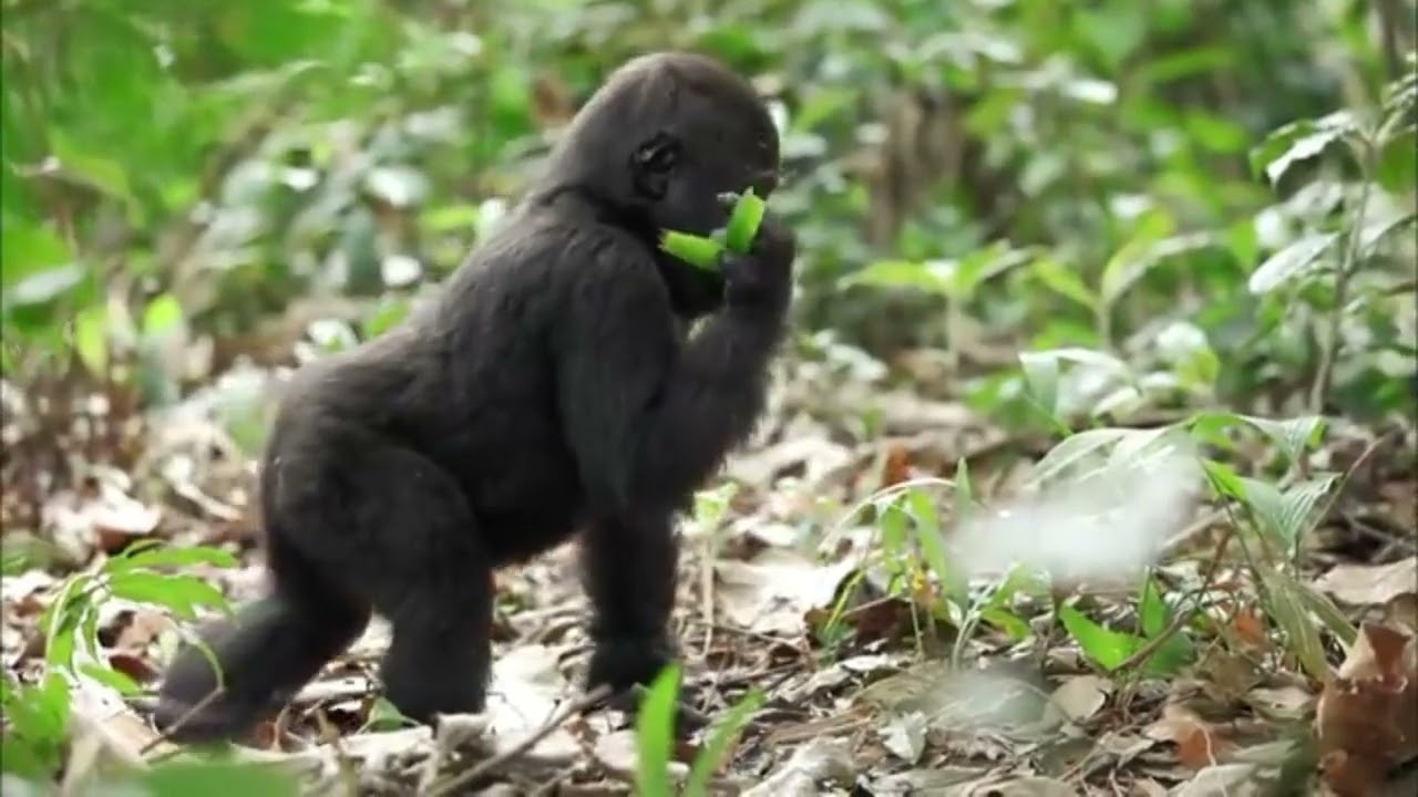 Chimpanzé et Gorille : Vie, Force et Intelligence des Grands Singes