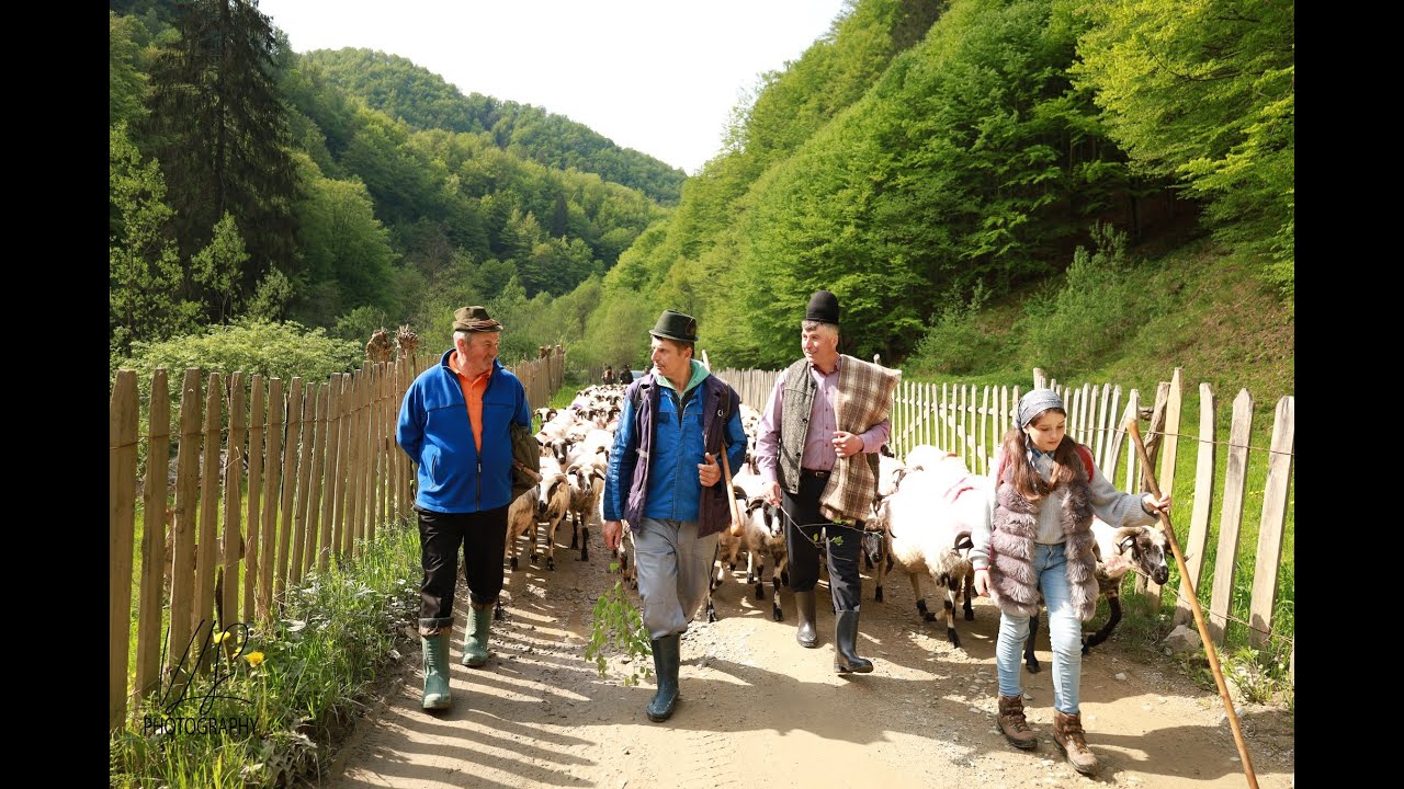 AM PLECAT LA MUNTE LA STANA DIN MUNCELUL DOBRAII CU TURMA BACILOR DIN PETRILA!