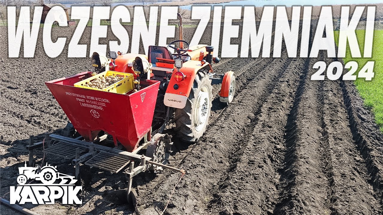 Sadzenie ziemniaka na wczesny zbiór🥔|2024
