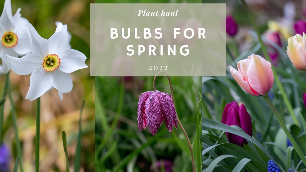 Spring Bulbs Haul 🌷💖  | Gorgeous Spring Flowers Selection (40+ Varieties For Months of Blooms)