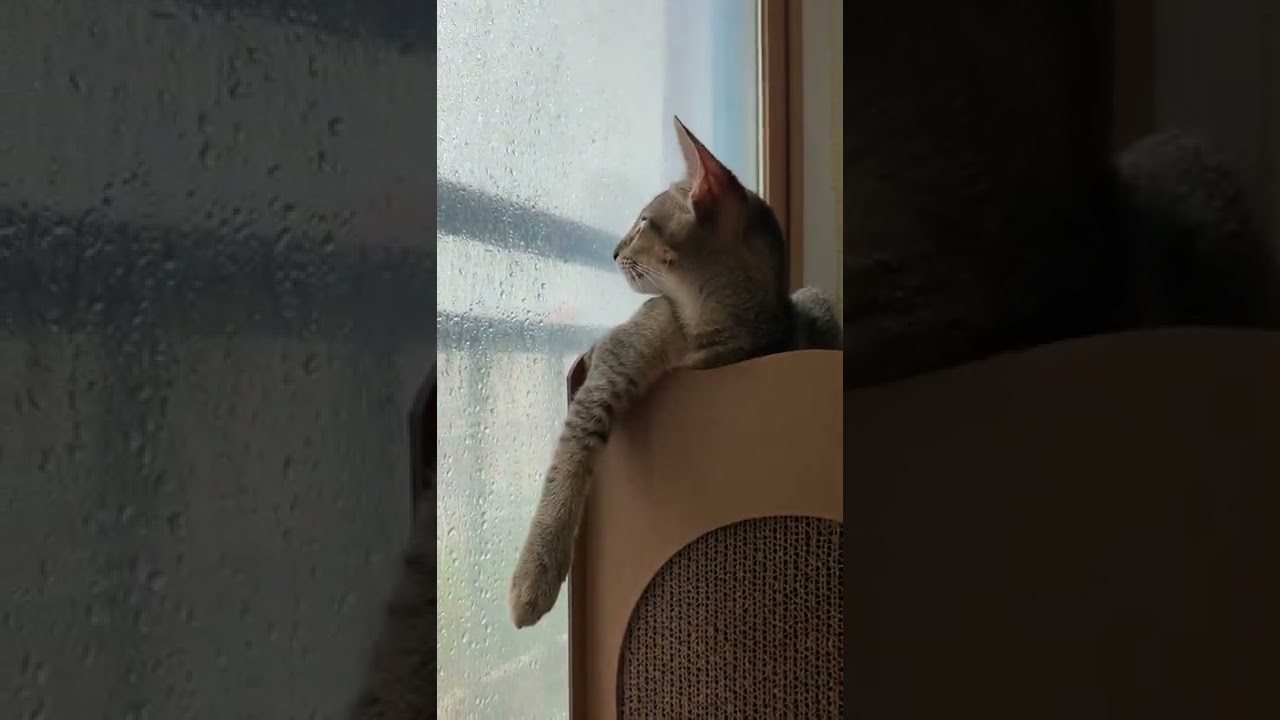 비 오는 날의 창