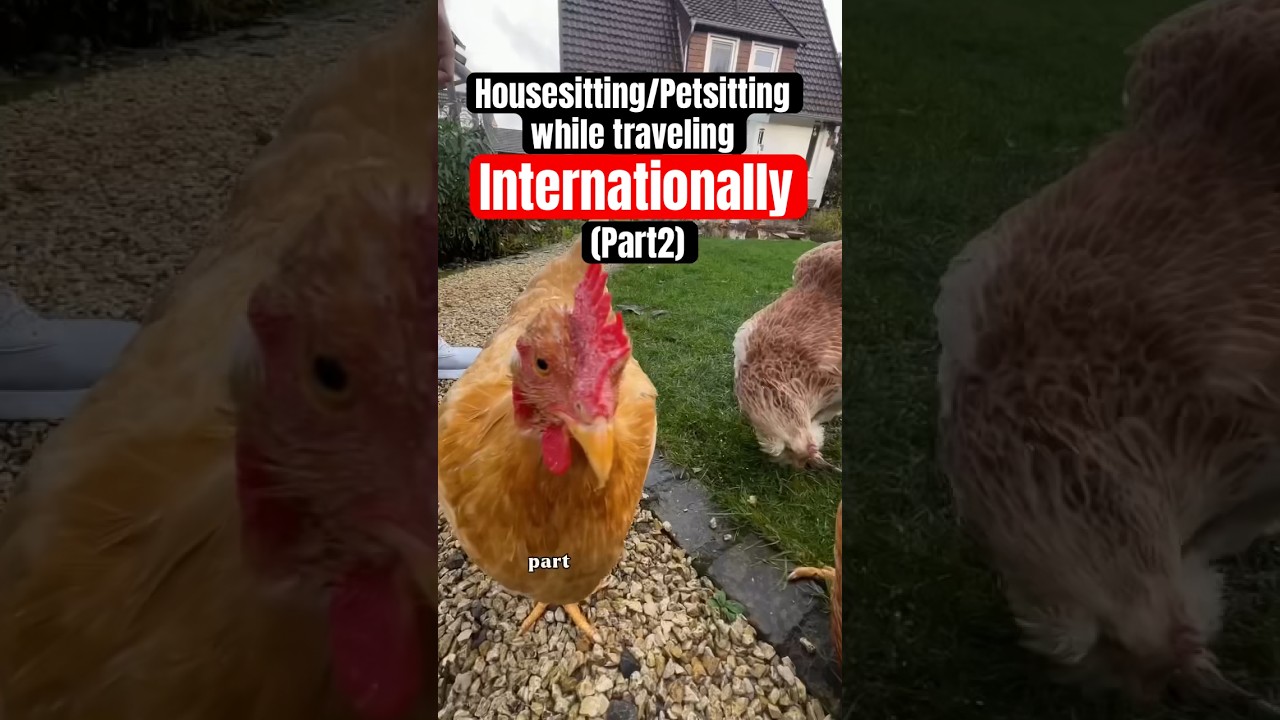 Housesitting while Traveling Internationally | TrustedHousesitters (Promo code for 25%) #animals