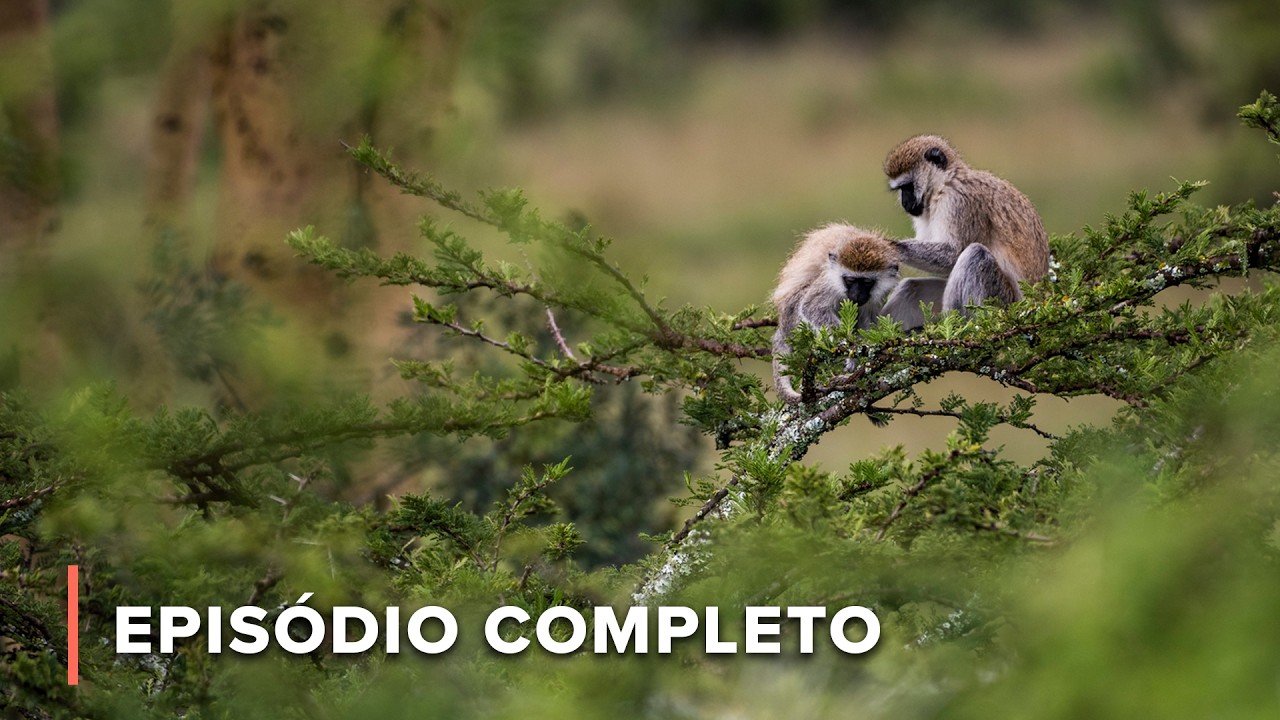 Quem governa a árvore da salsicha? Macacos-vervet lutam pela classificação | Contos da Zâmbia 201