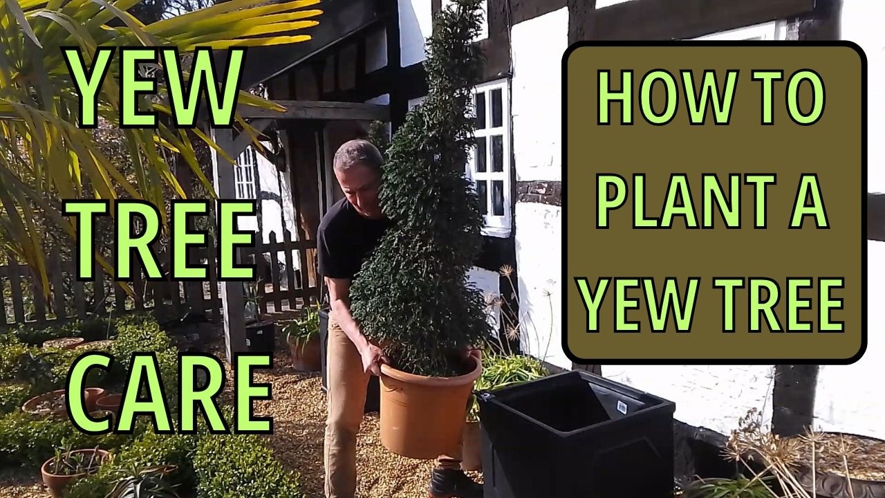 Yew Tree Care (How to plant a Yew Tree) and Common Yew Tree Problems