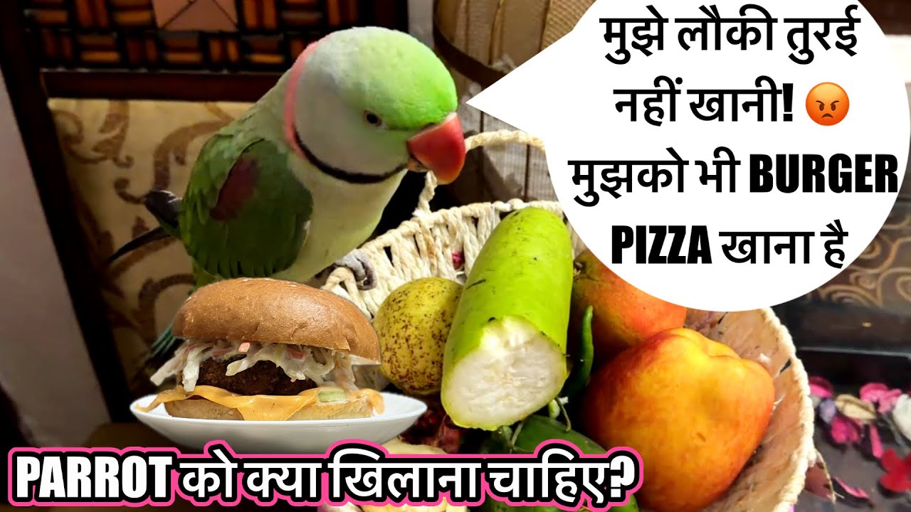 मैं लौकी तुरई नहीं खाऊँगा मम्मी 🦜😡बोलने वाला तोता 🦜 Talking Parrot 