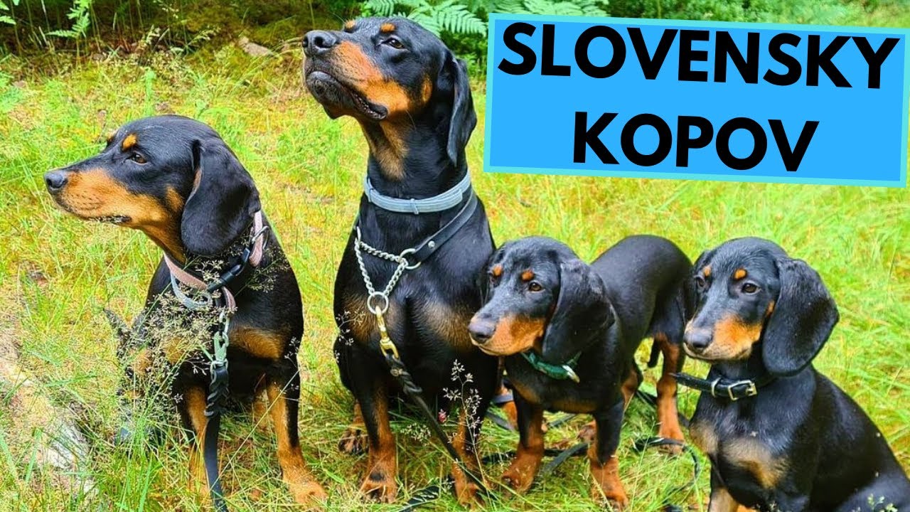 Словацкий Копов — ТОП-10 интересных фактов