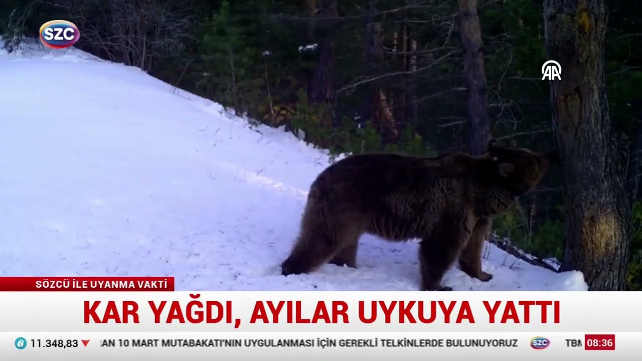 Bozayılar Kış Uykusuna Yattı