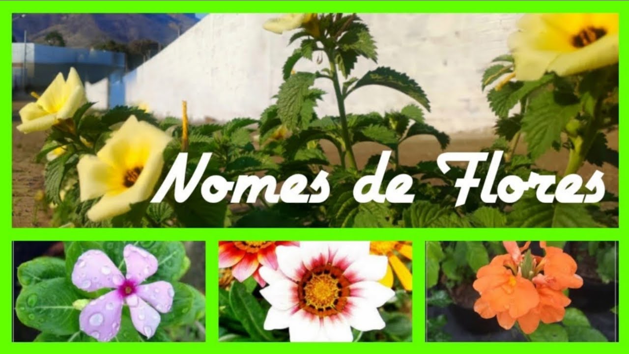 +200 nomes de Flores com fotos populares/colorir seu jardim\(*;*)/#mariatls #nomesdeflores #flores
