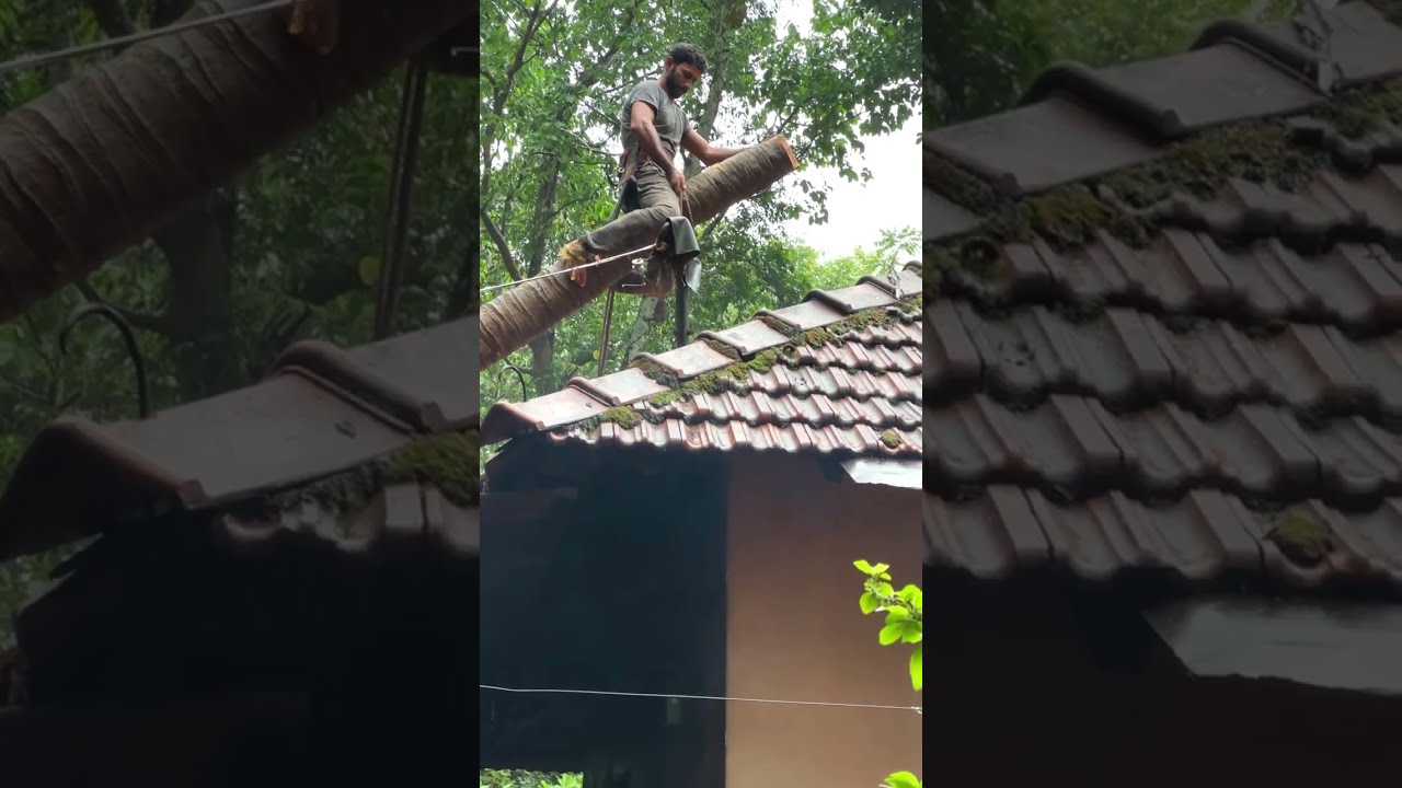Please subscribe and support Most dangerous tree 