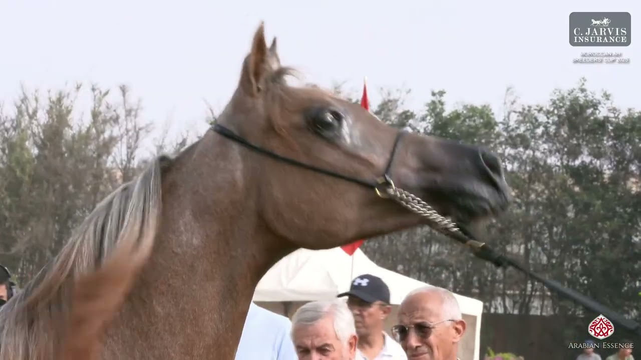 Moroccan AH Breeders' Cup 2025   Class 1A