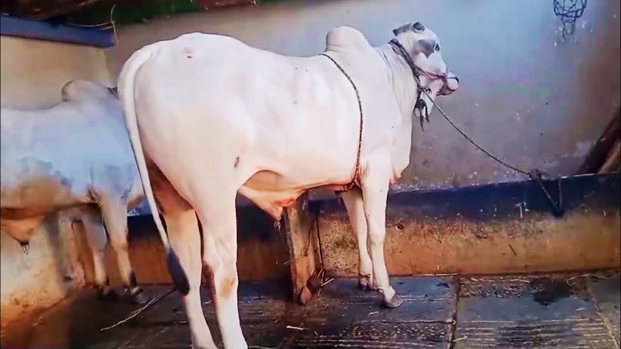 పాలపల్ల కోడె, రెండుపల్ల కోడెలు అమ్ముతారు 9676331632 ||Ongole Milkteeth and two teeth bulls for sale