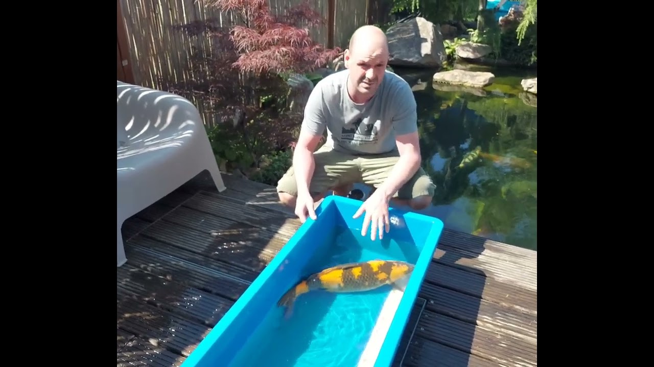 Koifutter im Leistungsvergleichfinale