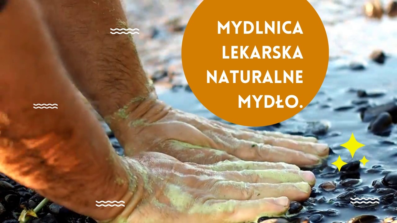 Mydlnica lekarska naturalne mydło. Common soapwort, bouncing-bet natural soap.