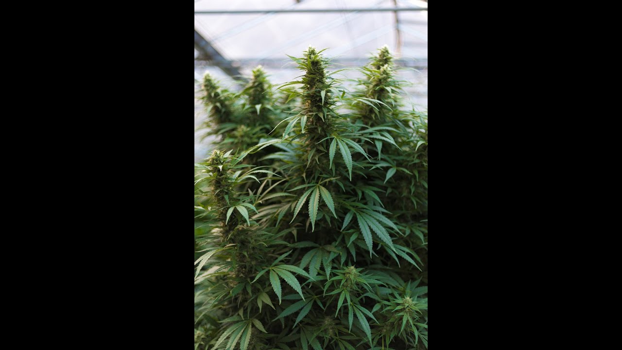 Where To Grow Cannabis Legally In 2023💨420 🔥