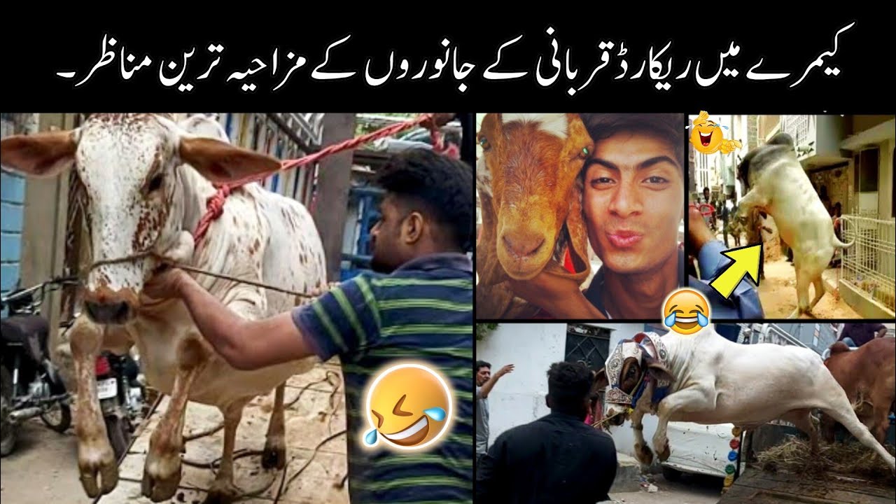 Qurbani animals funny moments caught on camera - 😅😜 | funny moments of qurbani animals