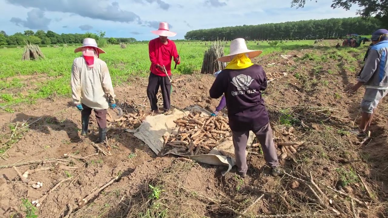 ถ้าเปิดด่านชาวบ้านที่ทำไร่มันแย่แน่