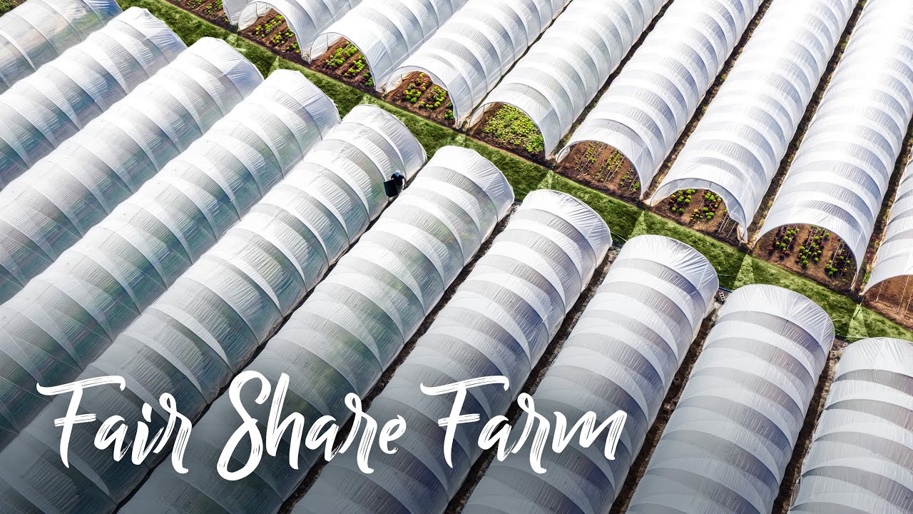 PROFITABLE farm growing lettuce in 20 CATERPILLAR TUNNELS year-round!
