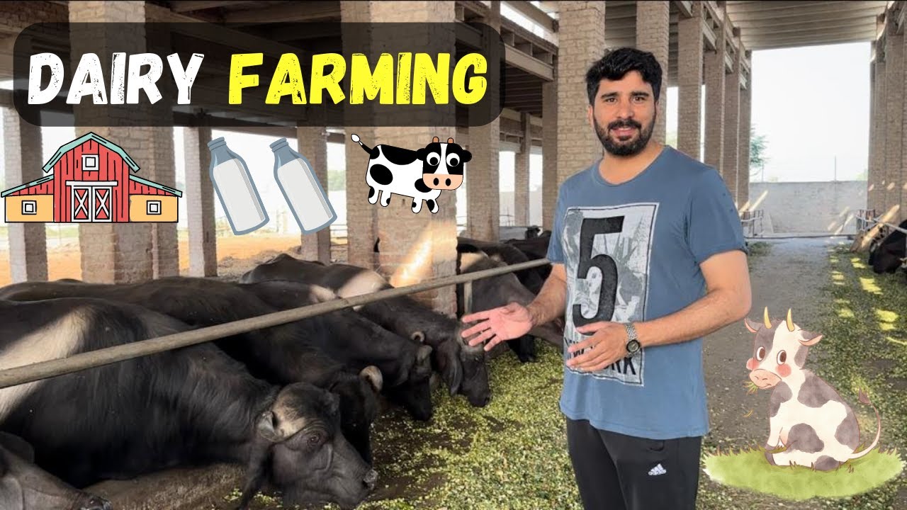 Dairy Farming In Pakistan | Our Dairy Farm Tour (Vlog) | Urban Farmers