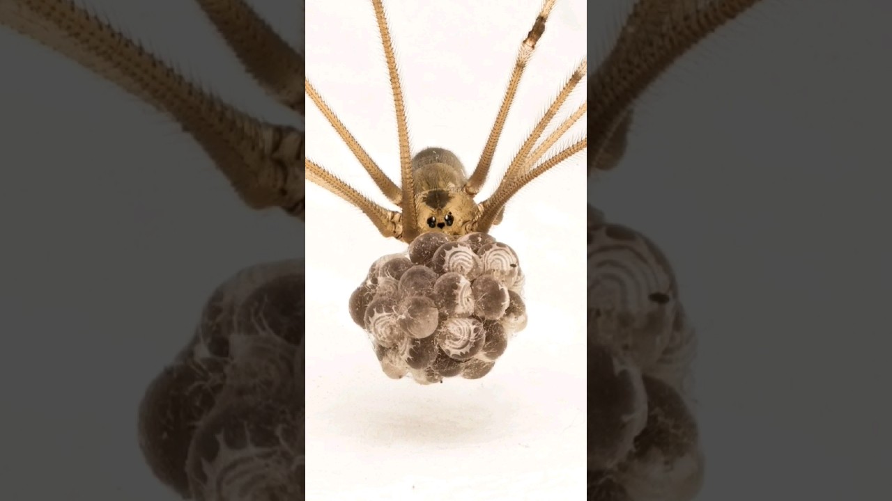 Cellar Spider with eggs