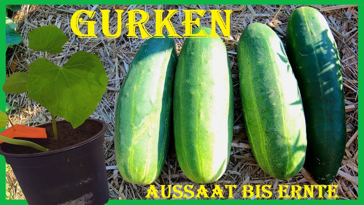 Die erfolgreiche Gurkenzucht im Garten - Von der Aussaat bis zur Ernte - Bioanbau - 4K60fps