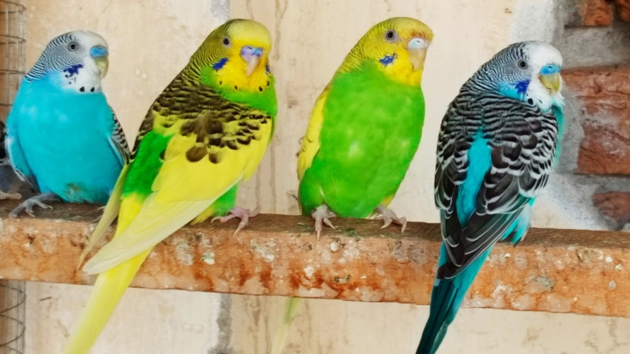 Happy Budgie Sounds
