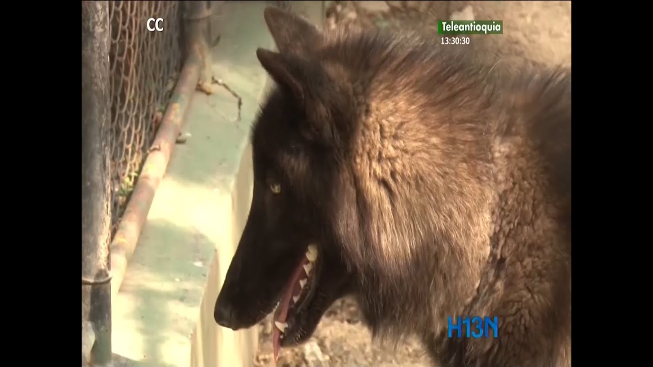 Un lobo gris en La Estrella, Zoológico Santa Fe analiza qué hacer con el animal decomisado