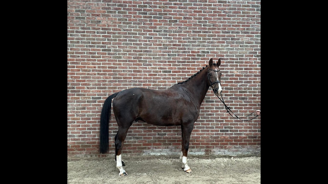 Kunta Kinte: NEGRO x JAZZ - 2015 gelding
