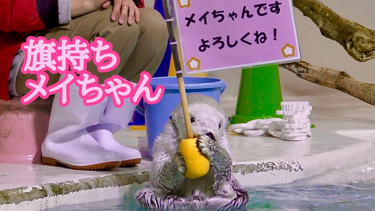ラッコ　メイちゃんとキラちゃん　メイちゃんが旗を持ちました【鳥羽水族館】Sea otter May-chan Kira-chan Toba Aquarium 
