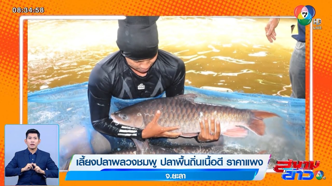 เลี้ยงปลาพลวงชมพู ปลาพื้นถิ่นเนื้อดี ราคาแพง จ.ยะลา | ปักหมุดของดีทั่วไทย