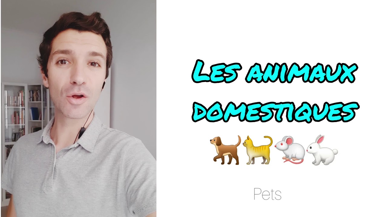 Fran&ccedil;ais A1 le lexique des animaux domestiques