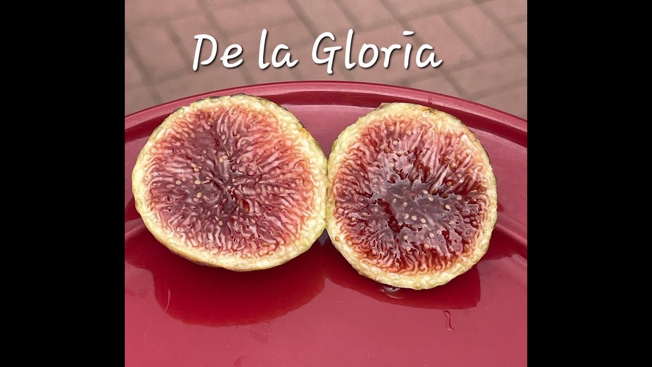 De la Reina MP and De la Gloria MP Fig tasting.