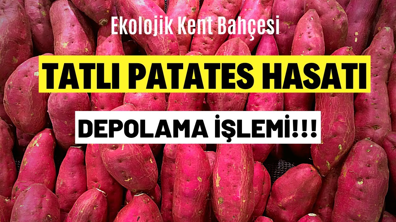 TATLI PATATES YETİŞTİRİCİLİĞİ HASAT | KİLO KİLO PATATES TOPLADIK !!!