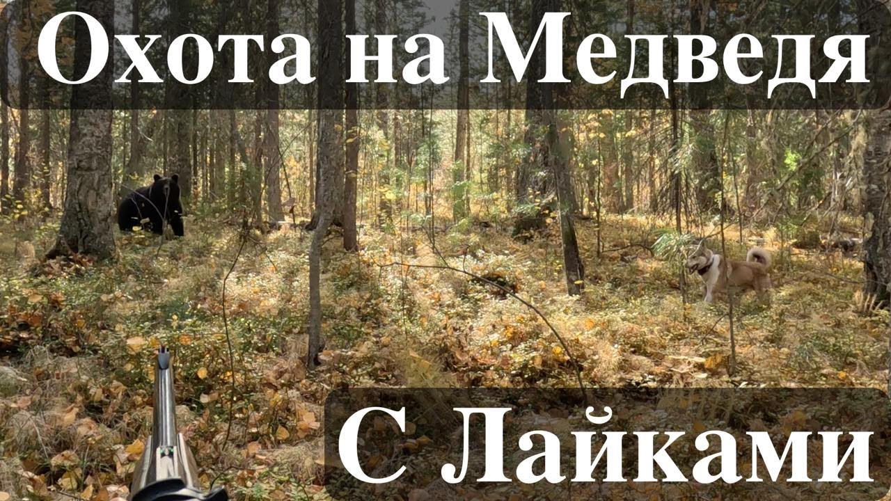 ОХОТА НА МЕДВЕДЯ С ЛАЙКАМИ. Как медведь гоняет собак. Потеряли Рэкса.
