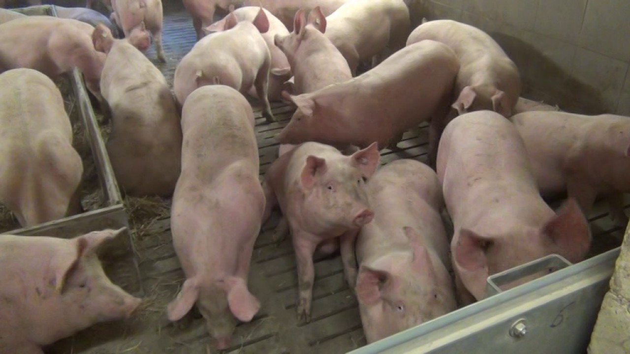 Neues vom Aktivstall für Schweine - Teil II: Aus 1 mach 3