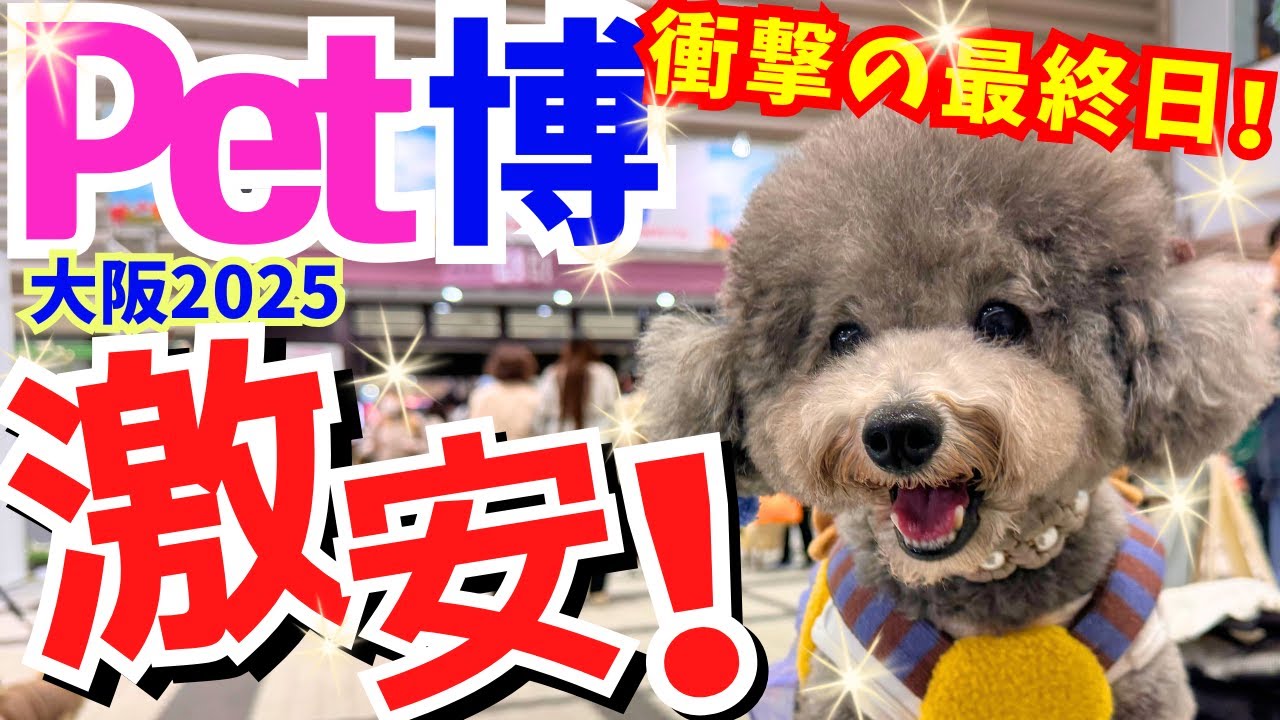 【衝撃】激安のペット博最終日！お得にお買い物したい方は、絶対最終日がおすすめ🐶💛【Pet博2025大阪】