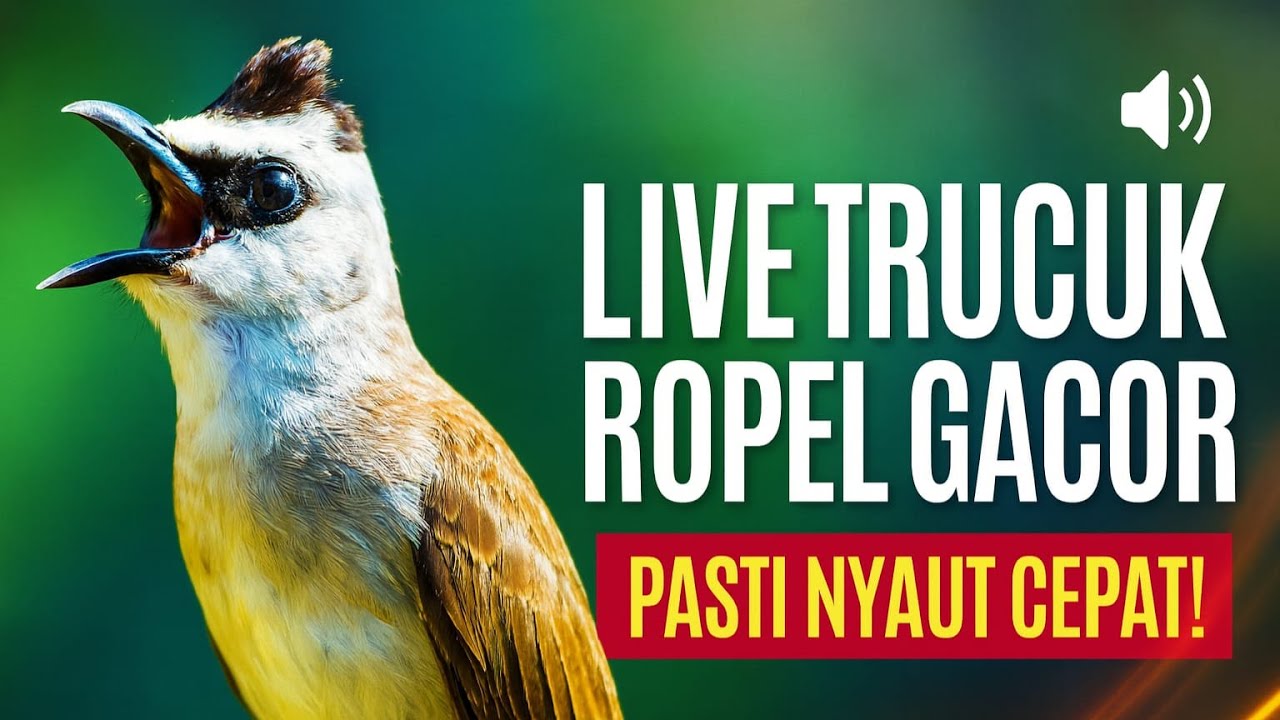 LIVE TRUCUK ROPEL GACOR — Nyaut Cepat, Suara Pedas Tanpa Henti!
