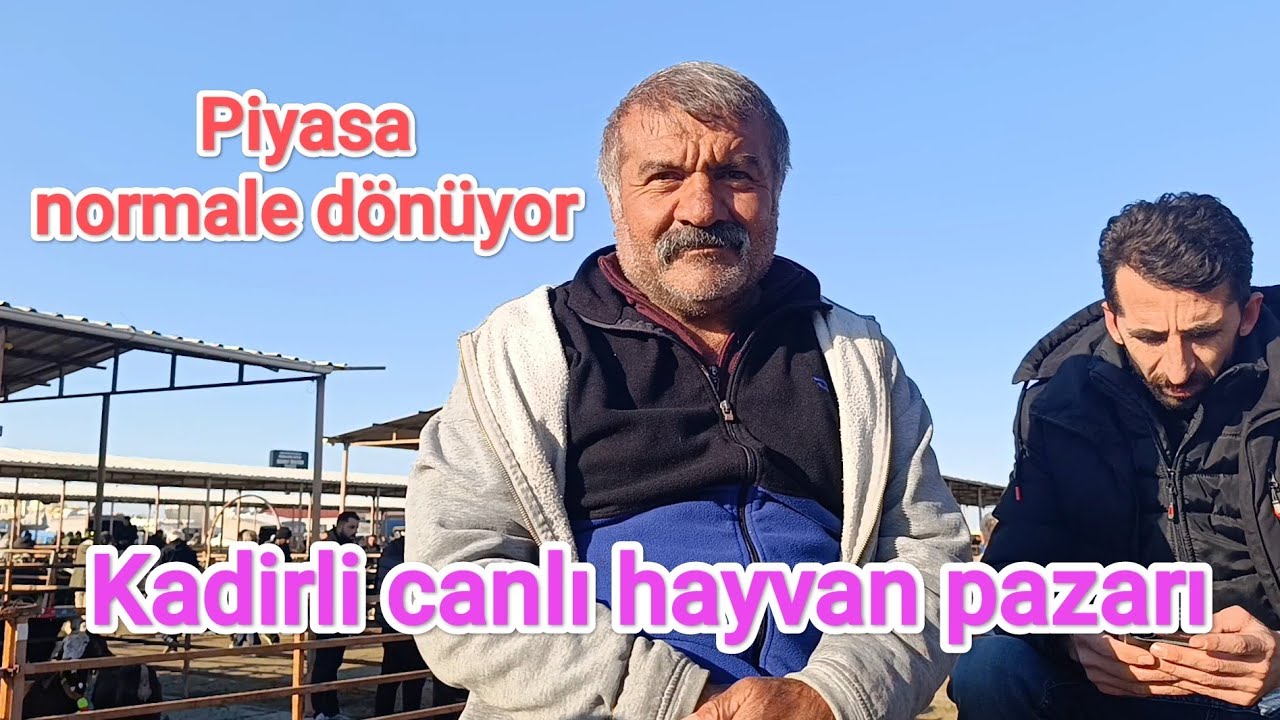 Kadirli canlı hayvan pazarı. 12 mart perşembe Piyasada yükseliş yavaşlıyo