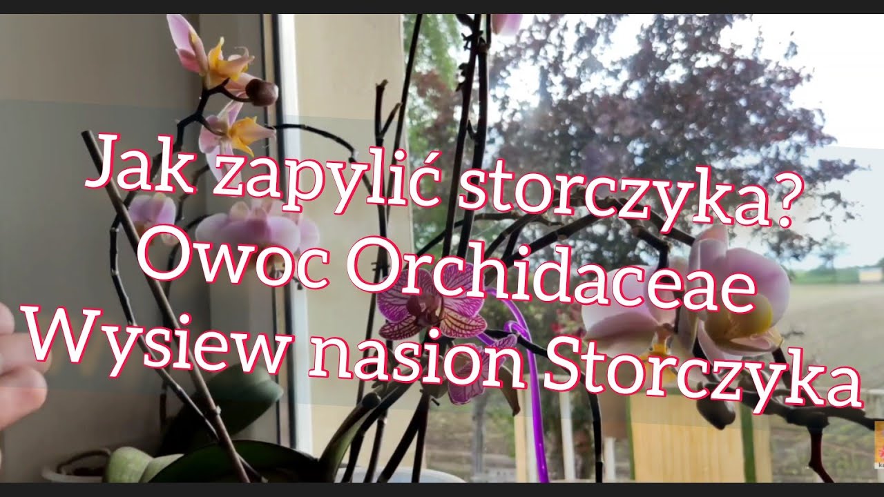 Jak wygląda owoc Storczyka? Jak zapylić storczyka i mieć nasiona? Zobacz sam ;)