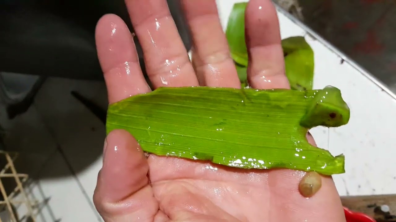 Cómo Hacer Germinar Las Semillas De Café  Más  Rápido.